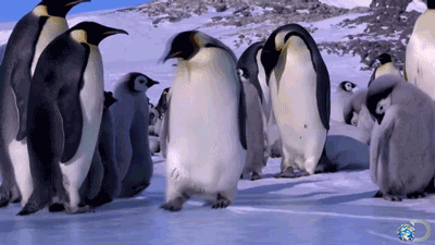 penguin fail