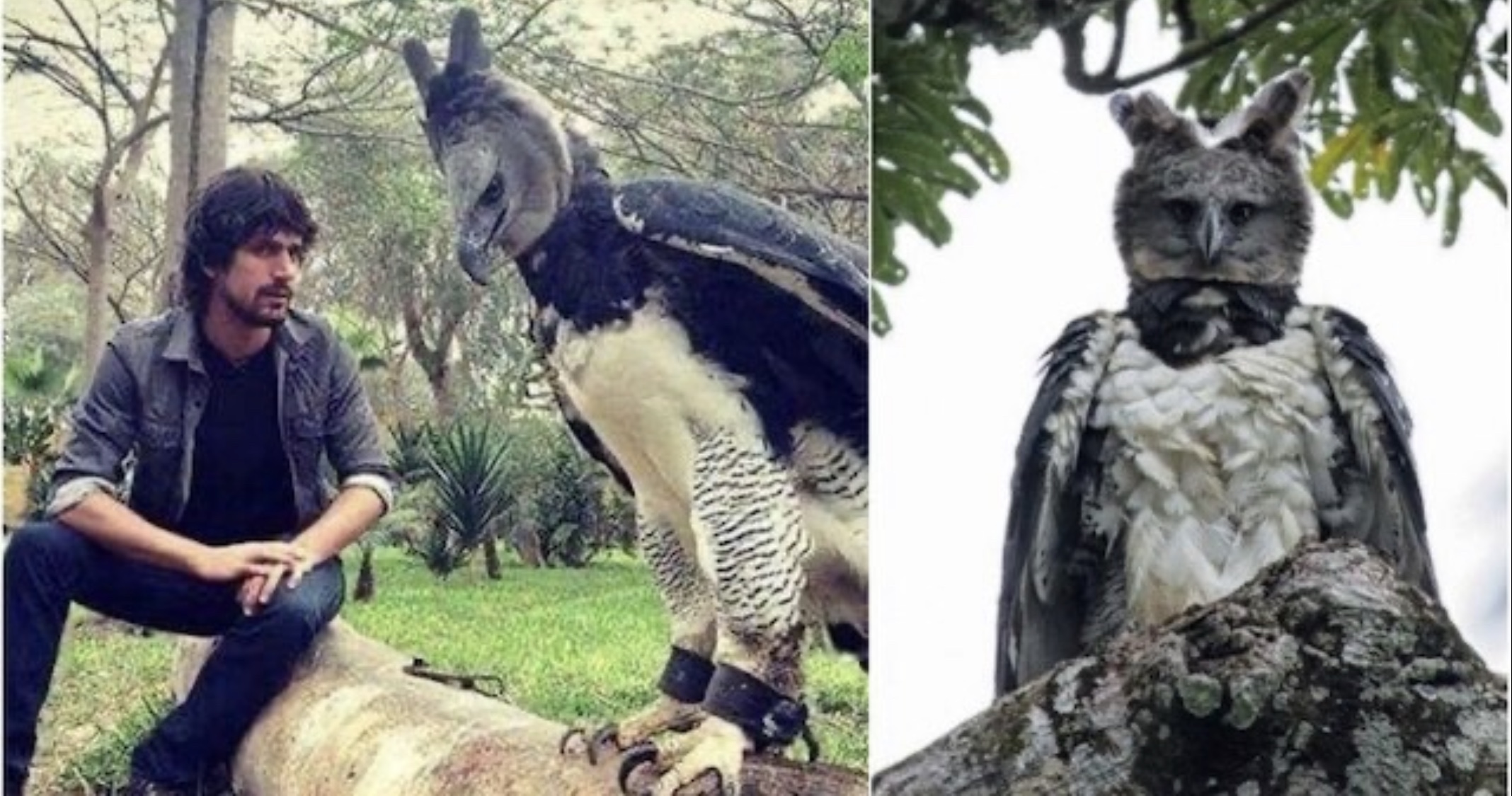 The Harpy Eagle The Human Sized Bird That Is Mistaken For A Person In Disguise The Mother Of All Nerds