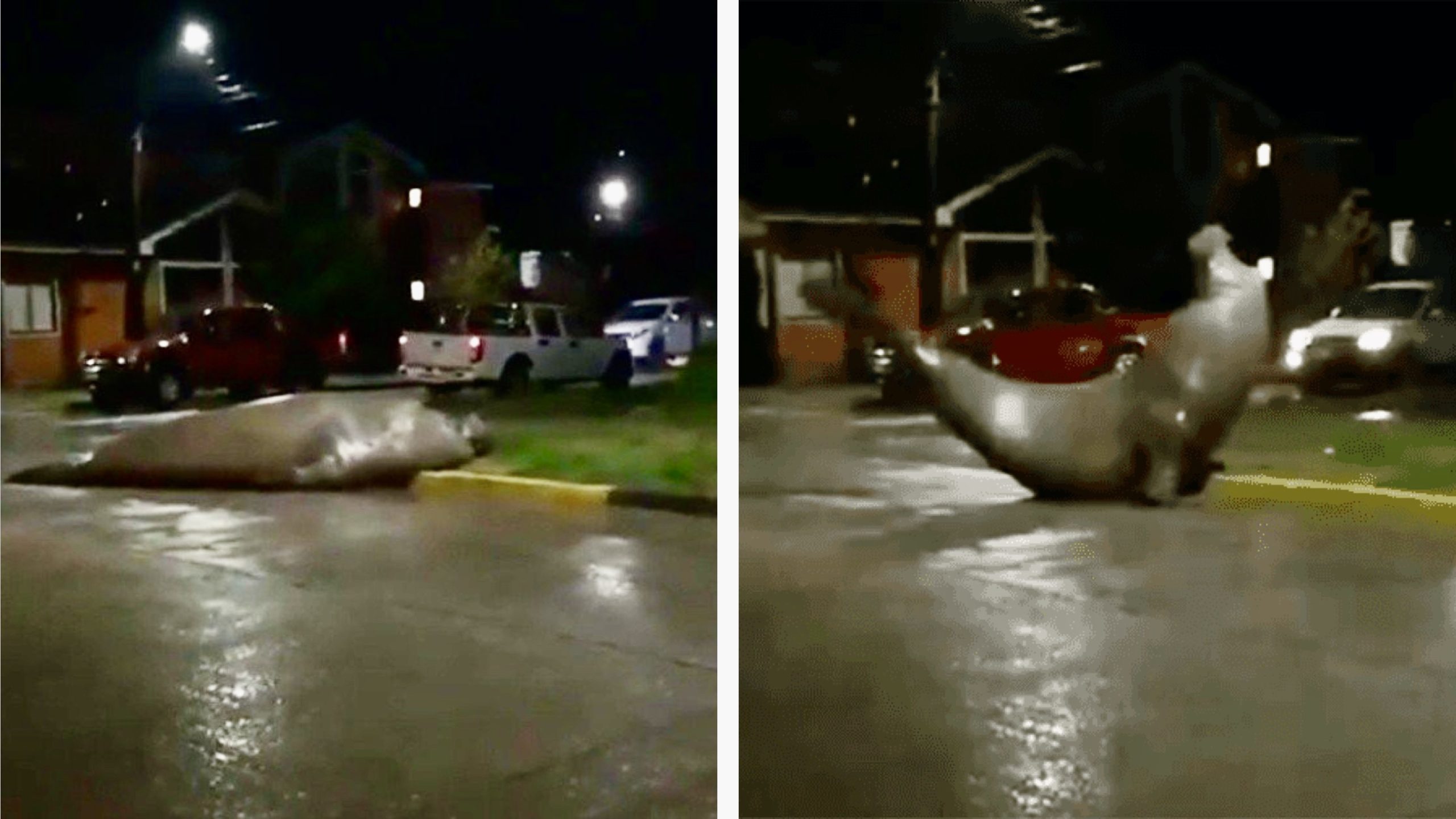 Huge Elephant Seal Caught Roaming Through The Streets Of A Chilean