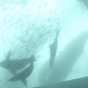 Sea lions swim among schooling fish above a humpback whale’s back in an underwater camera view.