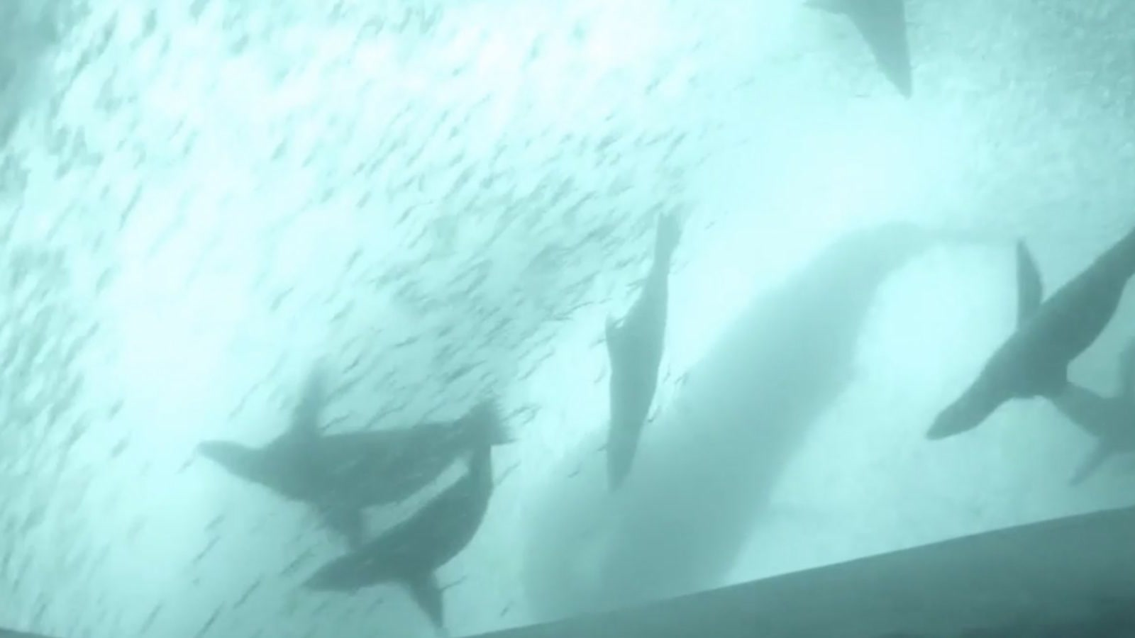Sea lions swim among schooling fish above a humpback whale’s back in an underwater camera view.