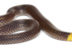 Pseudorabdion saravacense, a dwarf reedsnake studied for rolling locomotion. Photo: Yosuke Kojima.