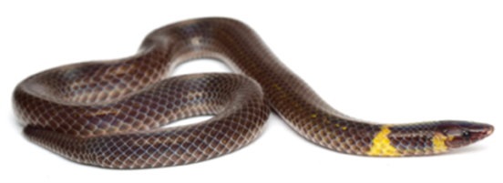 Pseudorabdion saravacense, a dwarf reedsnake studied for rolling locomotion. Photo: Yosuke Kojima.