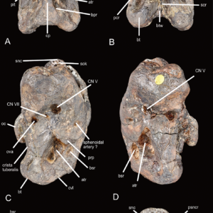 Six labeled photographs of the partial braincase of Invictibellatrix amberina, viewed from different angles against a black background.
