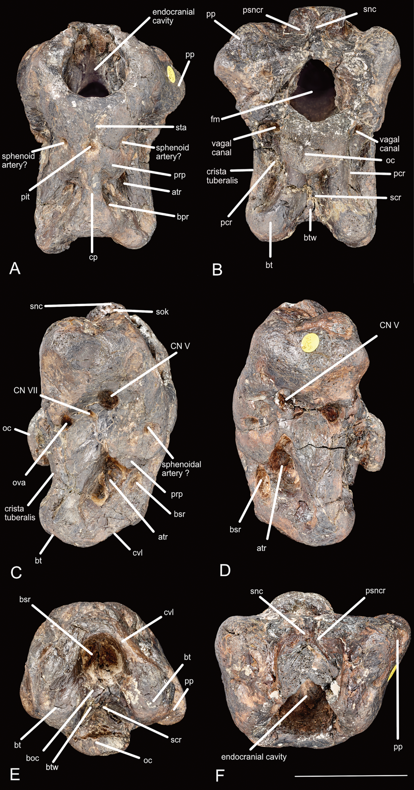 Six labeled photographs of the partial braincase of Invictibellatrix amberina, viewed from different angles against a black background.