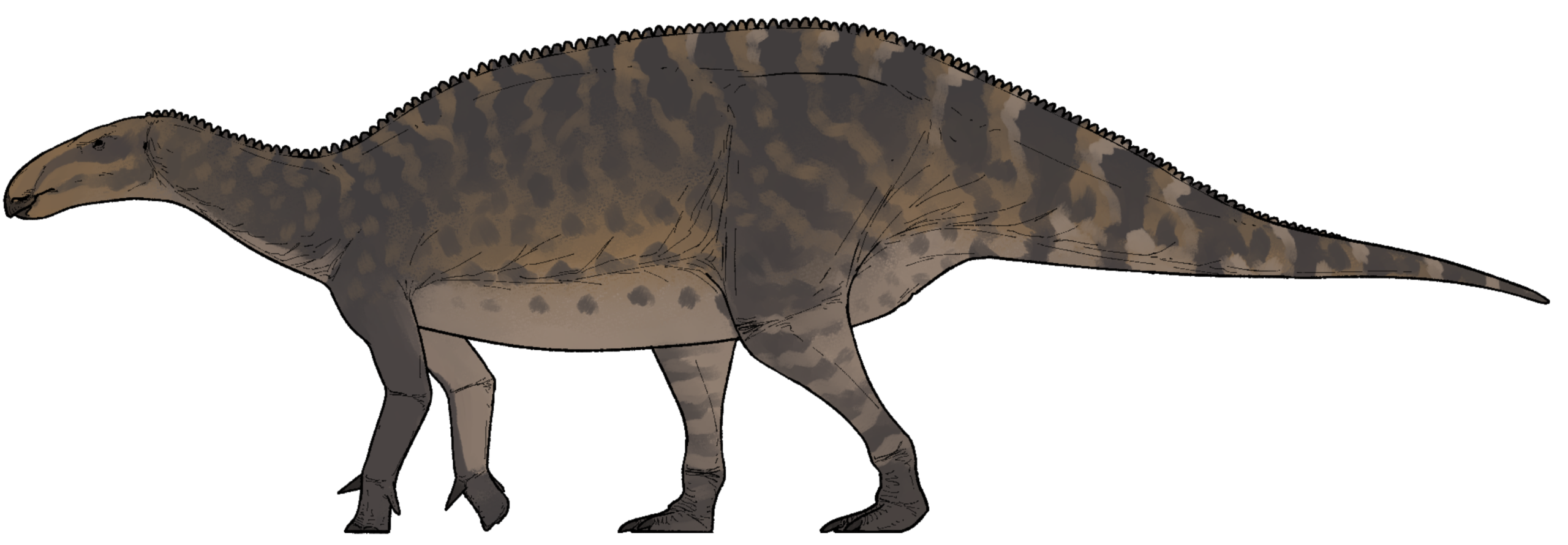 Life reconstruction of Paludohadros proudlovii, a long-bodied four-legged iguanodontian dinosaur