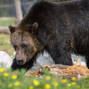 A grizzly bear at the Grizzly & Wolf Discovery Center walks past a fallen log, rocks and yellow flowers.