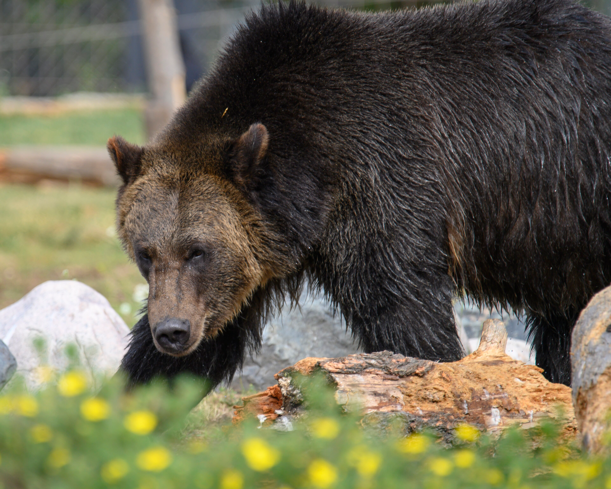 A grizzly bear at the Grizzly & Wolf Discovery Center walks past a fallen log, rocks and yellow flowers.