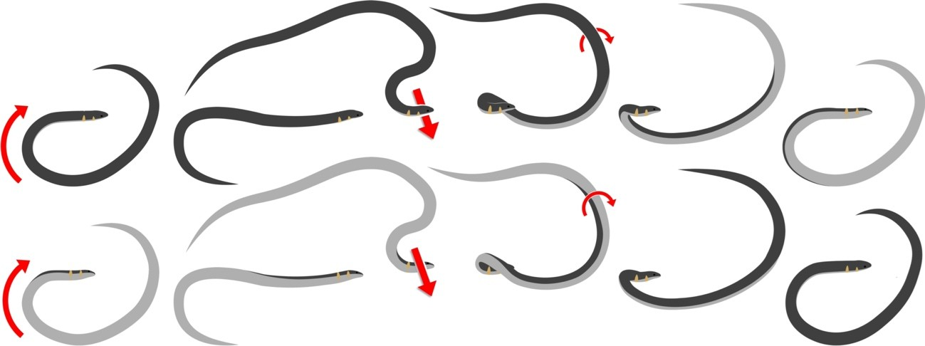 Diagram of alternating rolling cycles of a dwarf reedsnake.